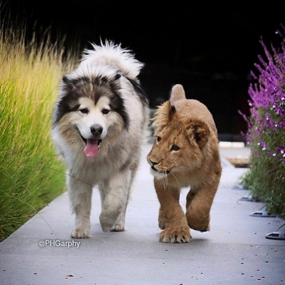 Meet your Posher, Dino